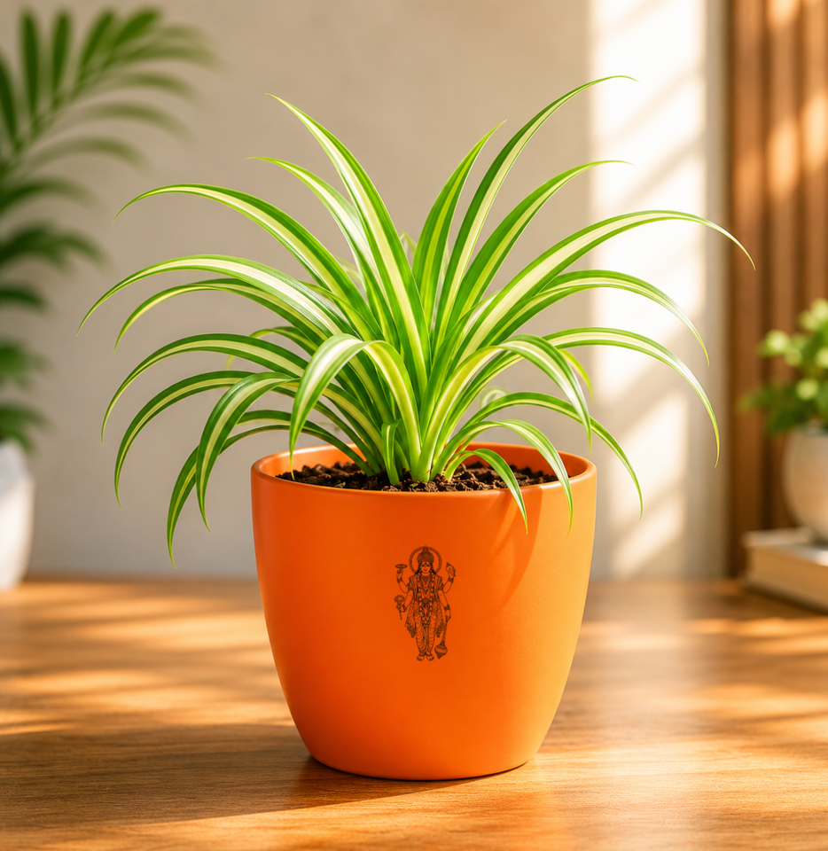 Spider Plant — Rahu's Cosmic Guardian