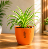Spider Plant — Rahu's Cosmic Guardian