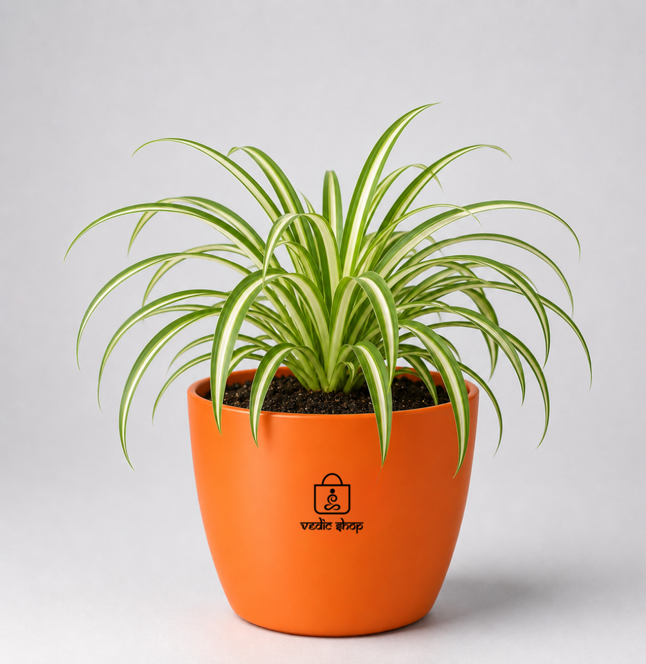 Spider Plant — Rahu's Cosmic Guardian