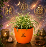 Spider Plant — Rahu's Cosmic Guardian