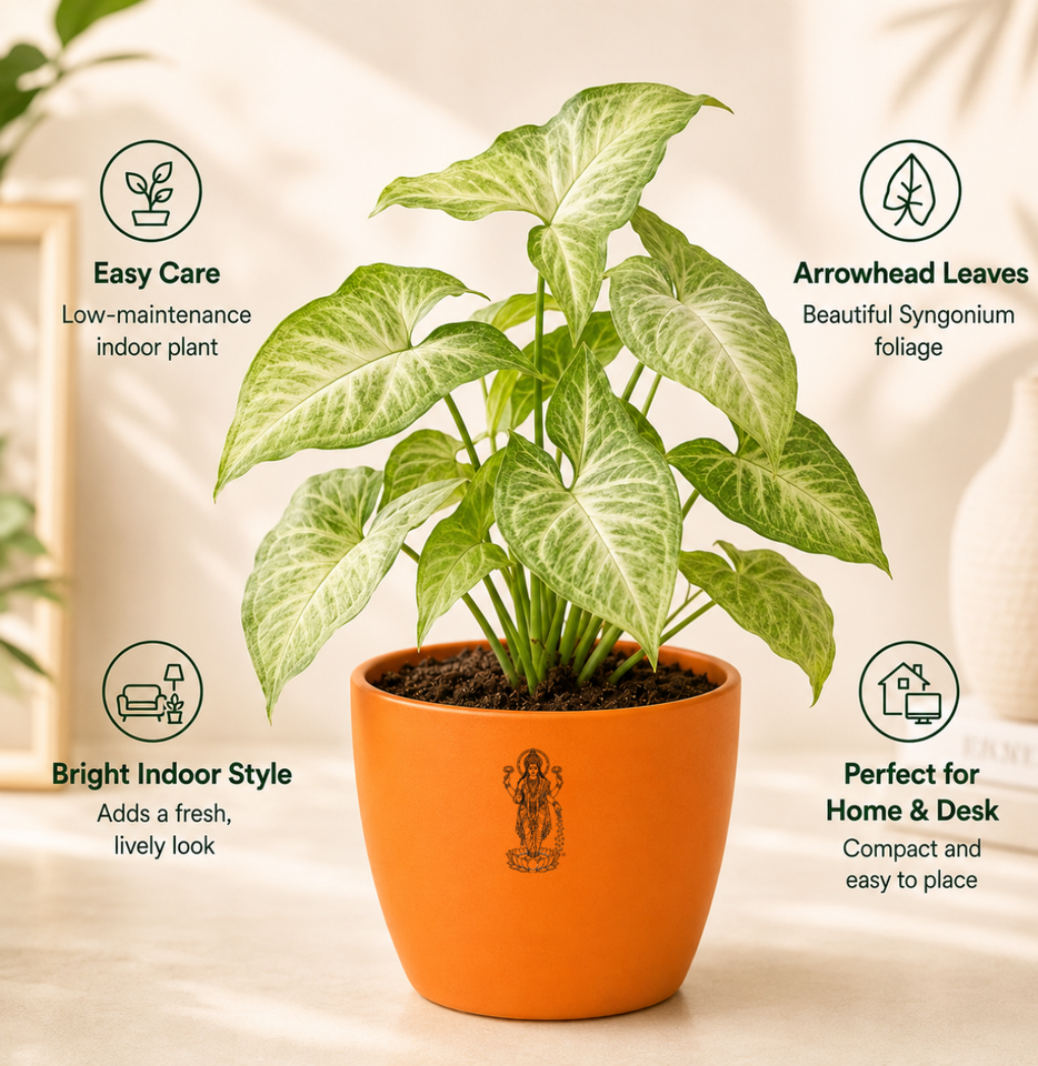 Syngonium Plant (तीरपत्ता पौधा)