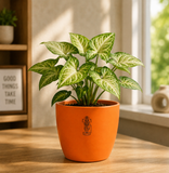 Syngonium Plant (तीरपत्ता पौधा)