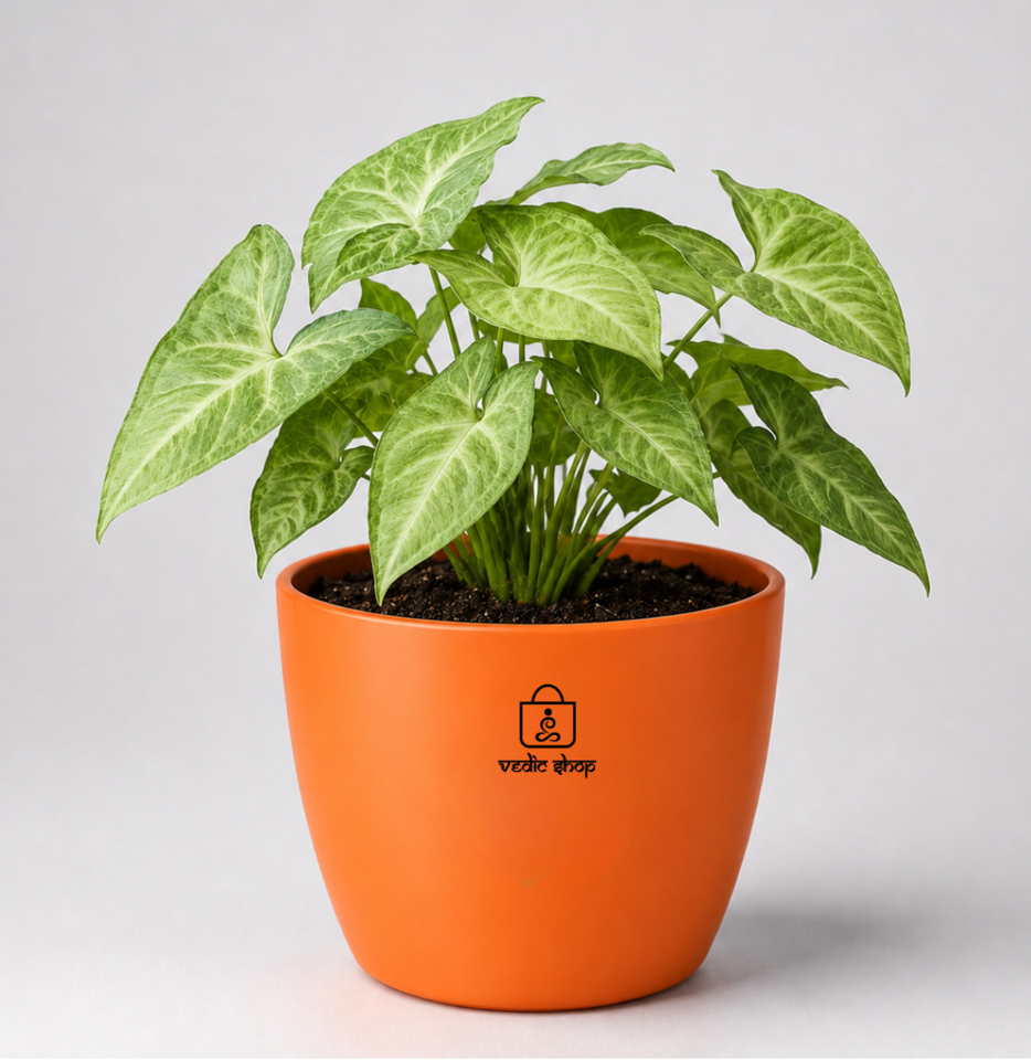 Syngonium Plant (तीरपत्ता पौधा)
