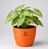 Syngonium Plant (तीरपत्ता पौधा)