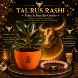Taurus Evergreen Combo – Rubber Plant & Zodiac Bracelet