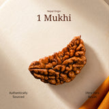 1 Mukhi Rudraksha |Nepal Origin | Lab Certified