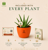 Aloe Vera — Ghrit Kumari