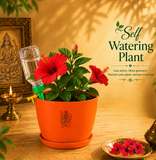 Hibiscus Plant (गुड़हल)
