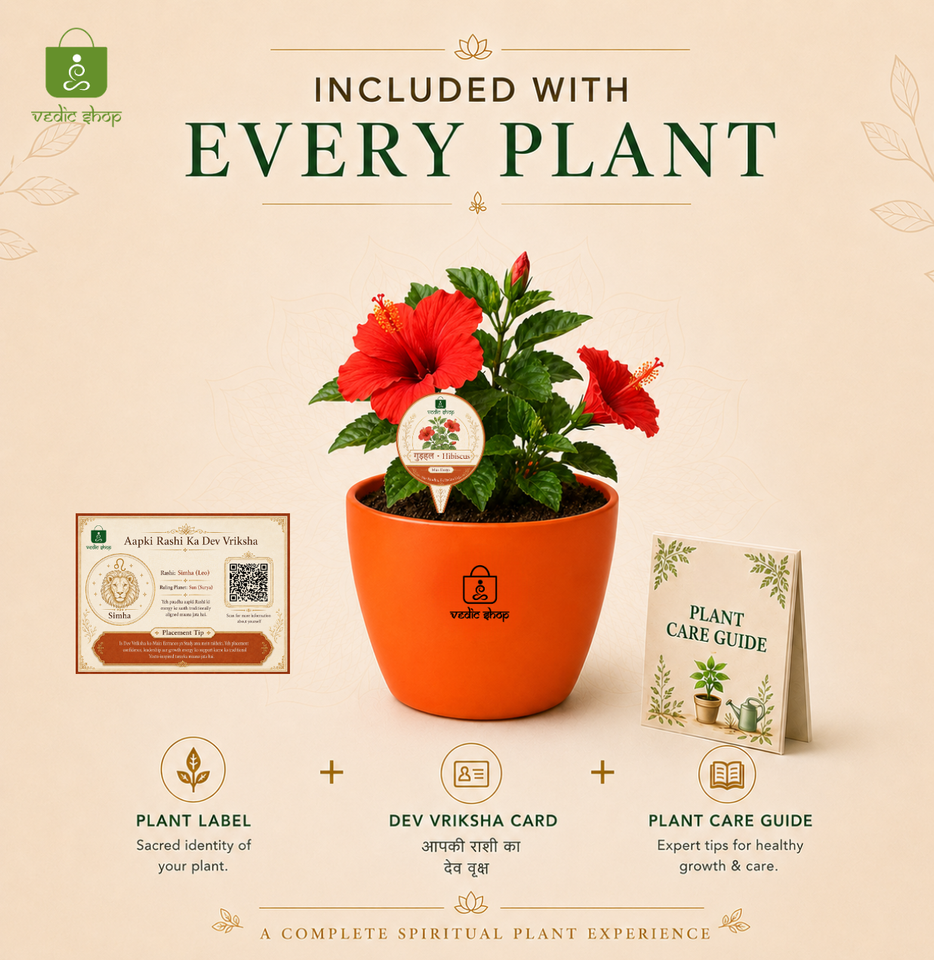Leo Royal Energy Combo – Hibiscus Plant & Zodiac Bracelet