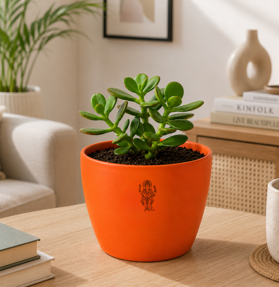 Jade Plant — Kubera's Treasure