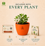 Jade Plant — Kubera's Treasure