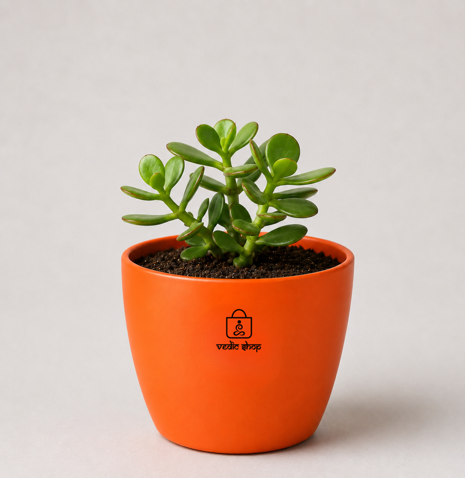 Jade Plant — Kubera's Treasure