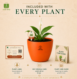 Peace Lily