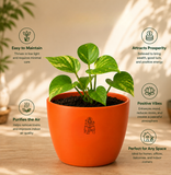 Money Plant