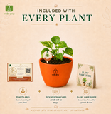 Money Plant