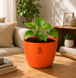 Money Plant