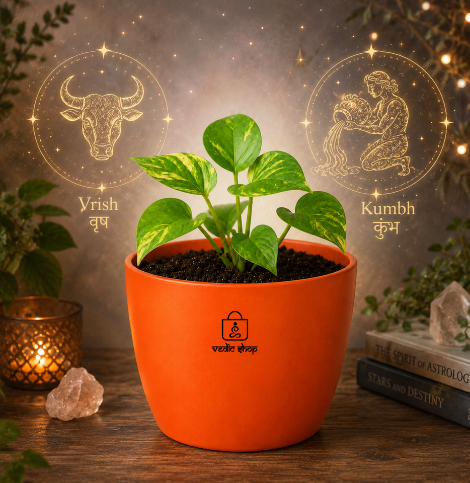 Money Plant