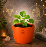 Money Plant