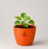 Money Plant
