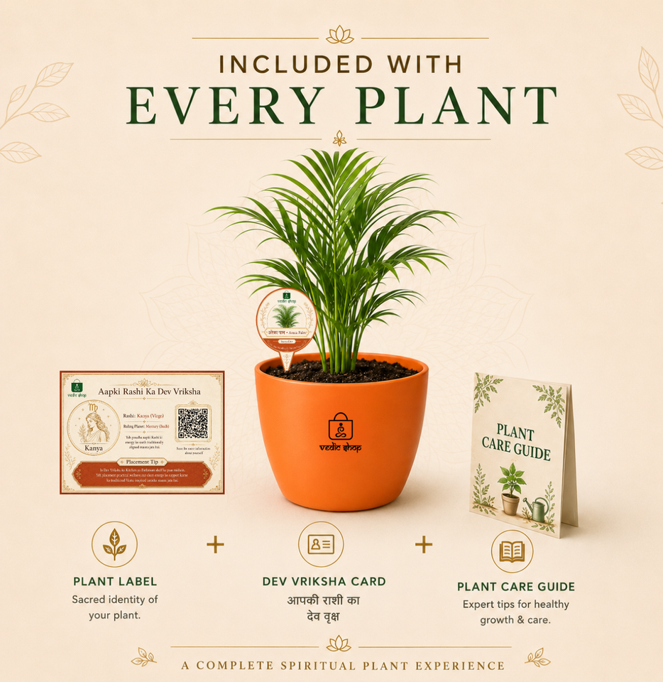 Areca Palm — Supari Ka Palm