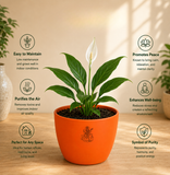 Pisces Sacred Peace Lily Combo