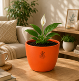 Pisces Sacred Peace Lily Combo