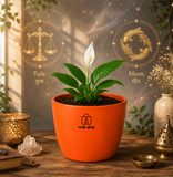 Peace Lily
