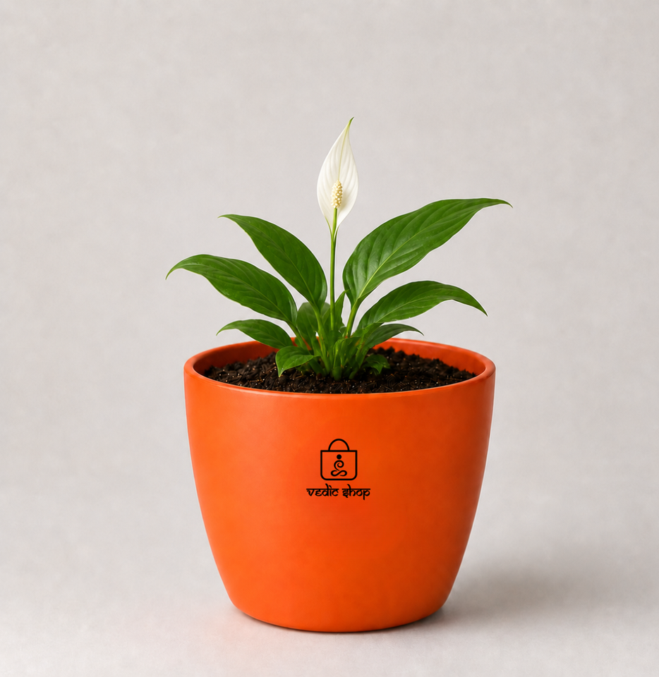Peace Lily