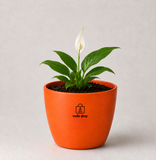 Peace Lily