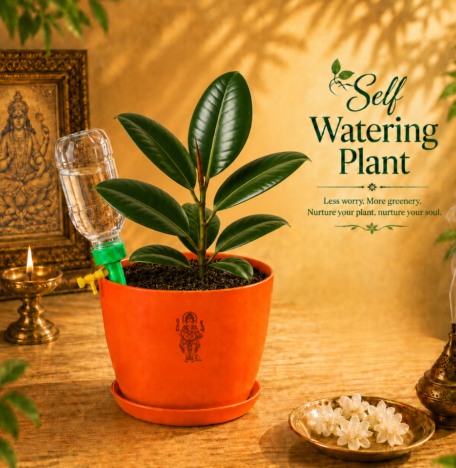 Rubber Plant ( रबर का पौधा )