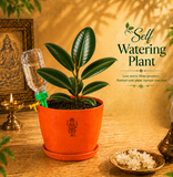 Rubber Plant ( रबर का पौधा )