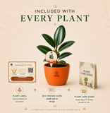 Taurus Evergreen Combo – Rubber Plant & Zodiac Bracelet
