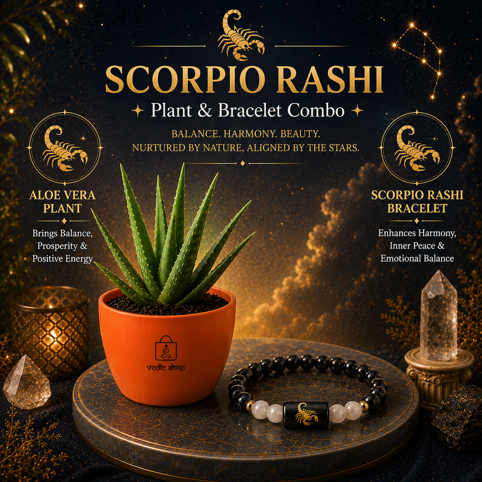 Scorpio Fortune Combo – Aloe Vera Plant & Zodiac Bracelet