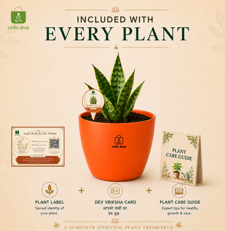 Snake Plant — Sarpalta