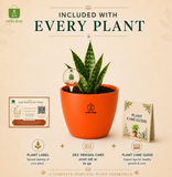 Snake Plant — Sarpalta