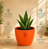 Capricorn Growth & Prosperity Combo – Snake Plant & Zodiac Bracelet