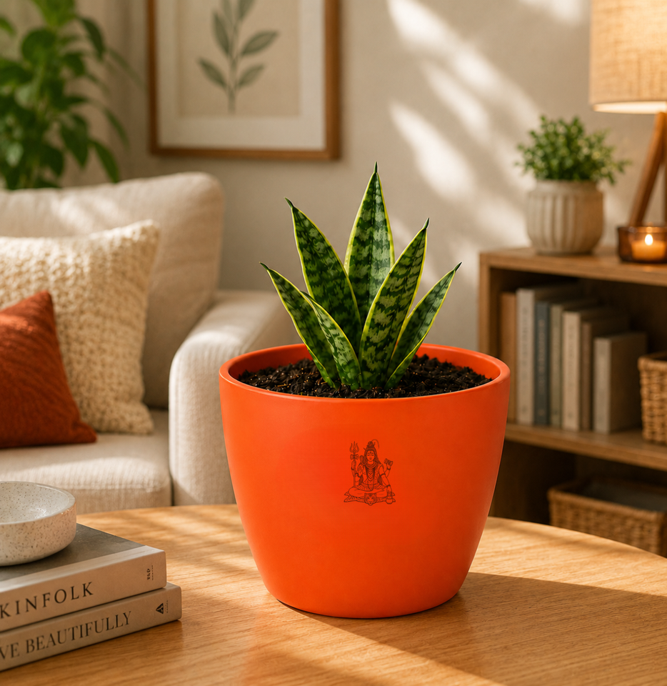Snake Plant — Sarpalta