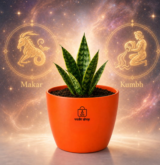 Snake Plant — Sarpalta