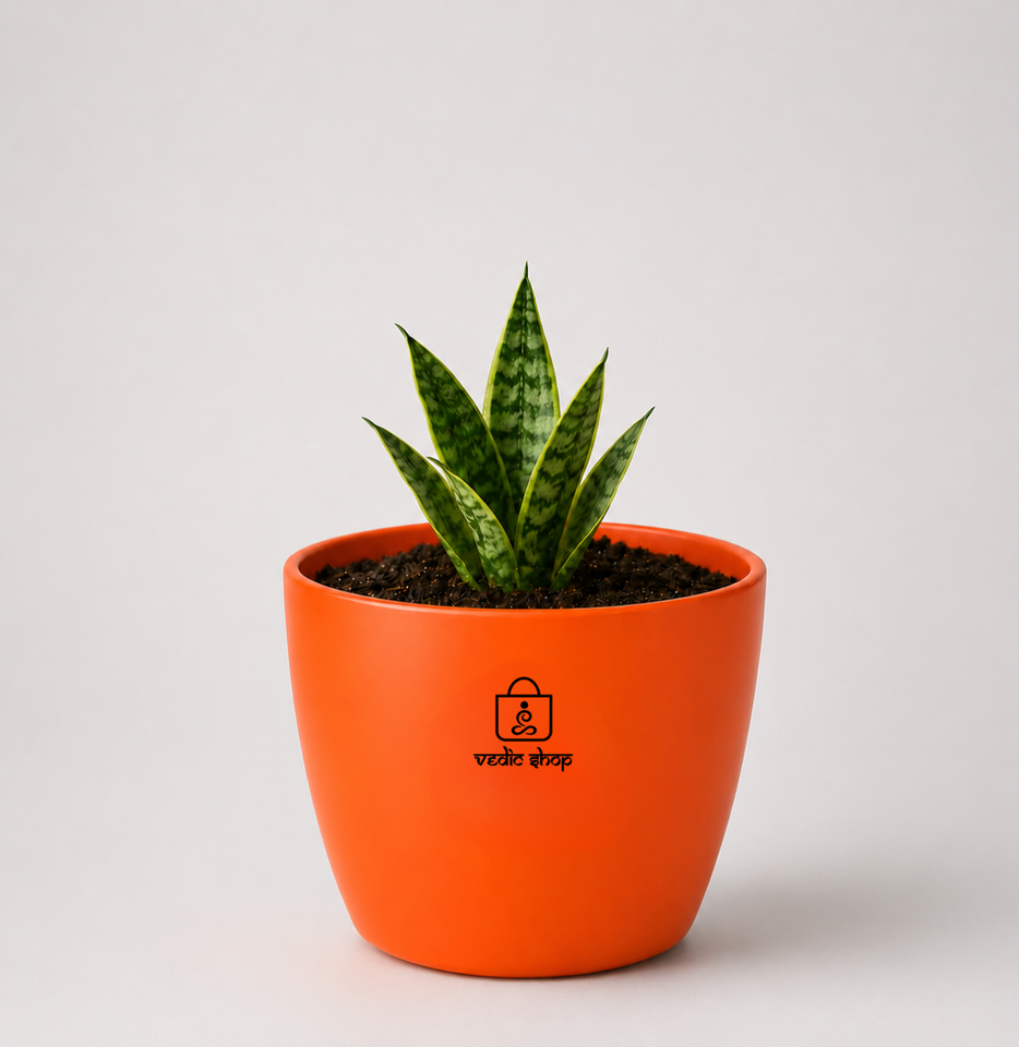 Snake Plant — Sarpalta