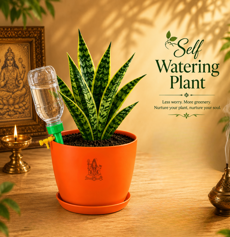Snake Plant — Sarpalta