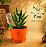 Snake Plant — Sarpalta