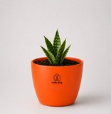 Snake Plant — Sarpalta