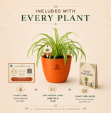 Spider Plant — Rahu's Cosmic Guardian