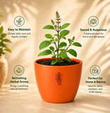 Tulsi Plant (तुलसी)