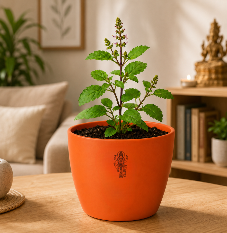 Sagittarius Prosperity & Tulsi Blessings Combo