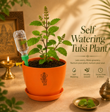 Tulsi Plant (तुलसी)