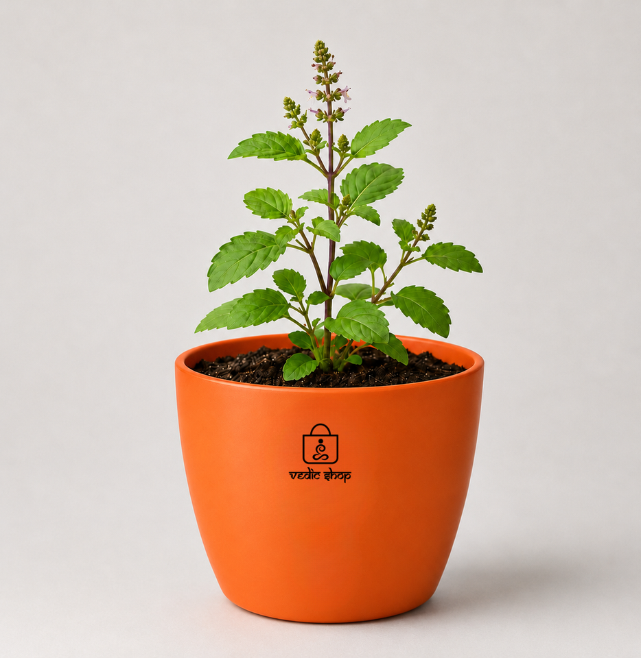 Tulsi Plant (तुलसी)